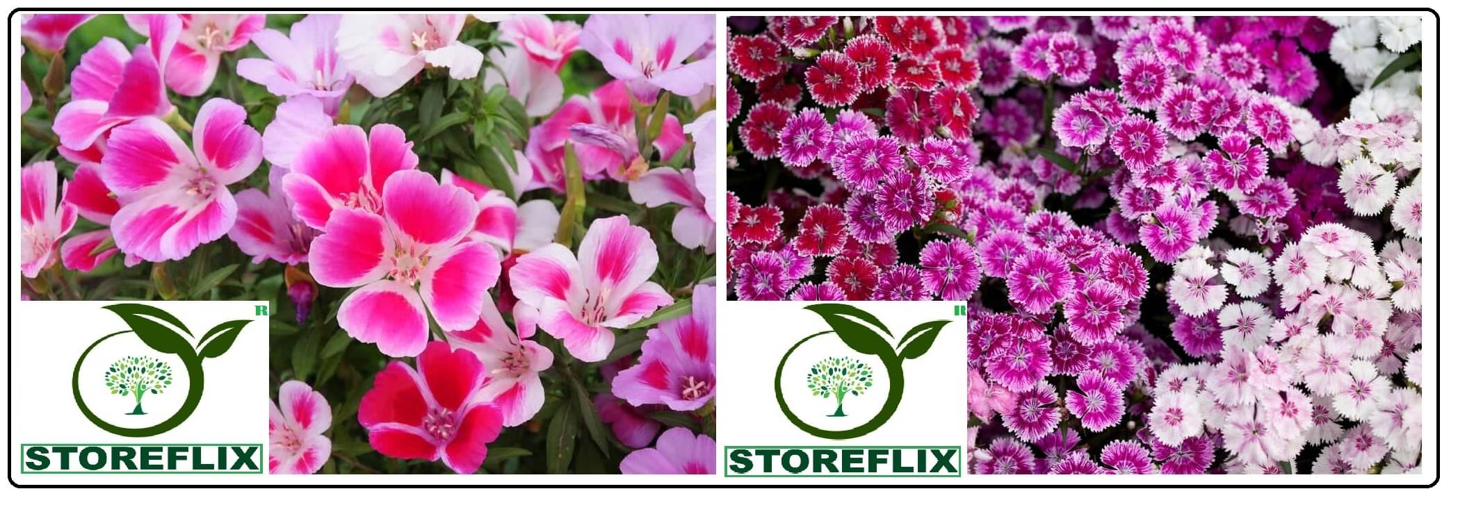 clarkia flower 30 seeds and sweet william flower 50 seeds pack with free cocopeat and user manual clarkia flower 30 seeds and sweet william flower 50 seeds pack with free cocopeat and user manual