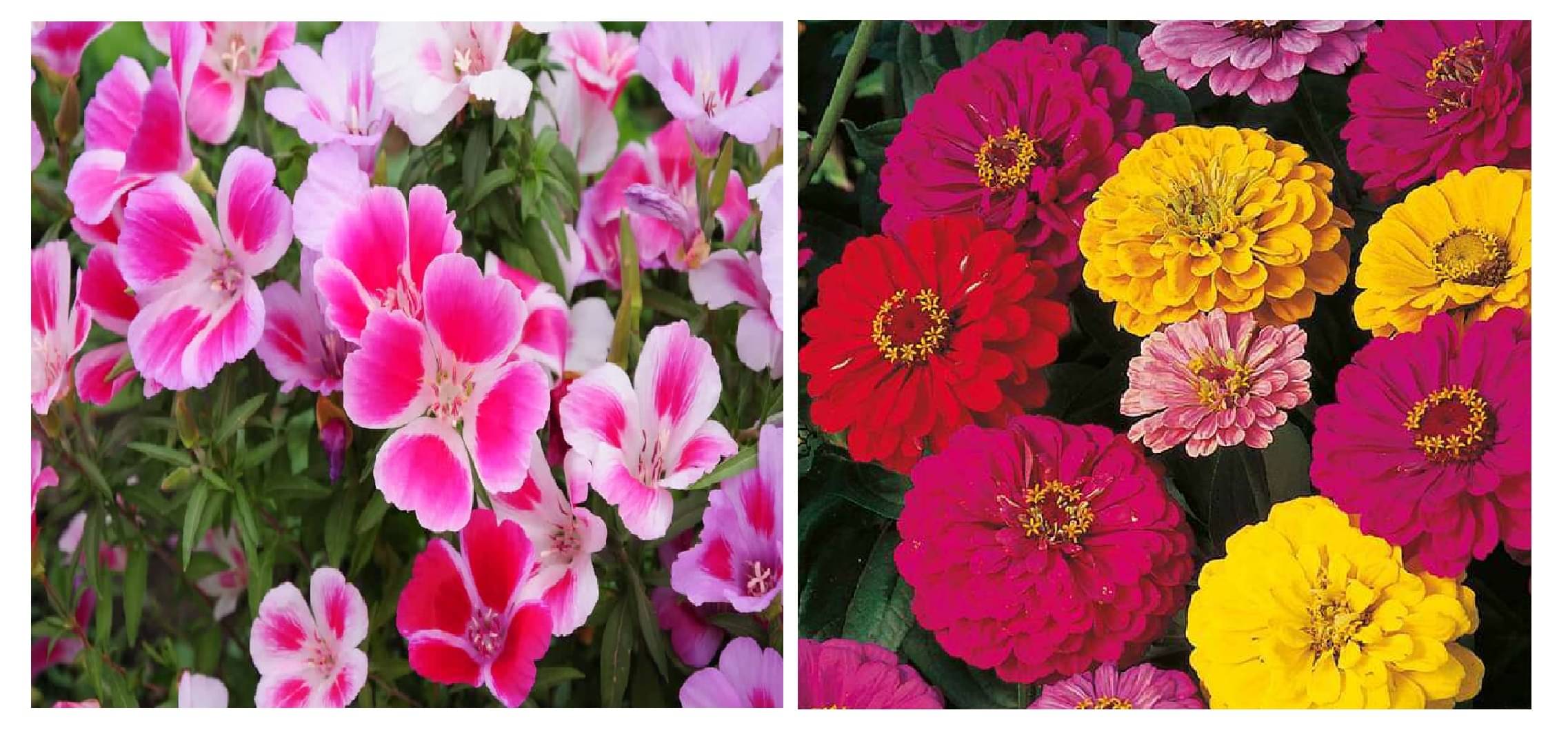 clarkia flower 30 seeds and dahlia flower 30 seeds pack with free cocopeat and user manual clarkia flower 30 seeds and dahlia flower 30 seeds pack with free cocopeat and user manual