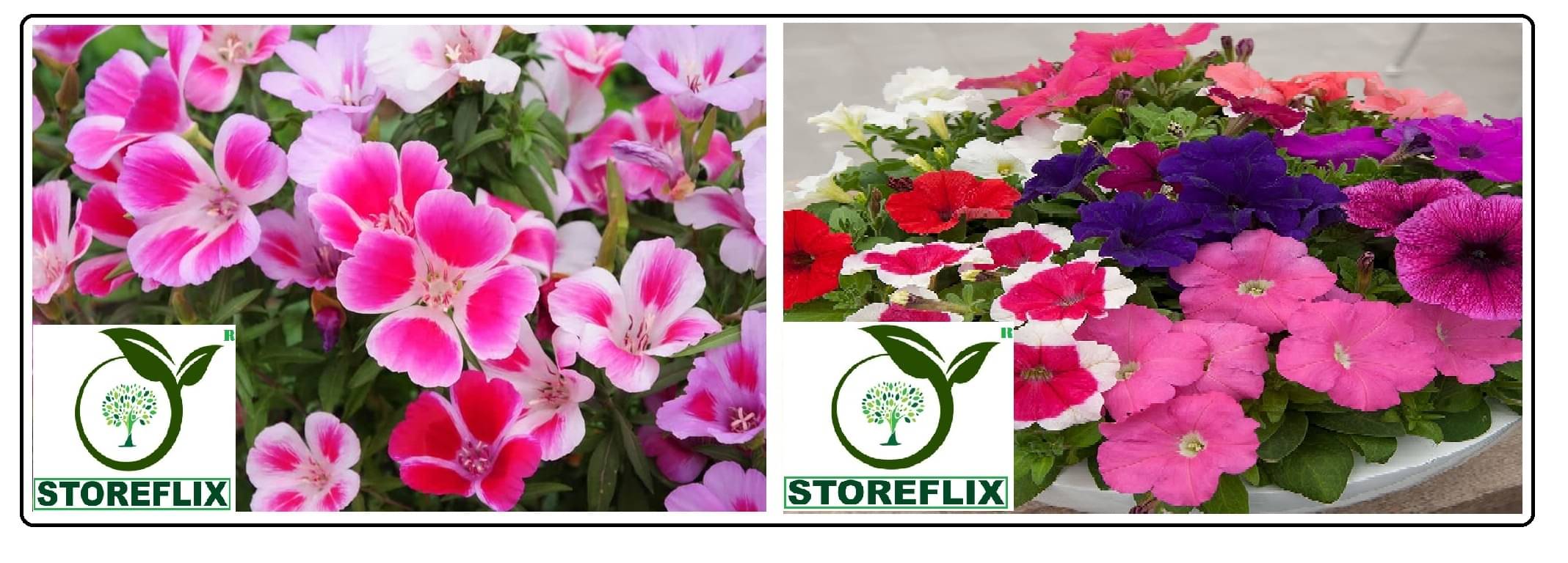     			clarkia flower 30 seeds and petunia flower 100 seeds pack with free cocopeat and user manual