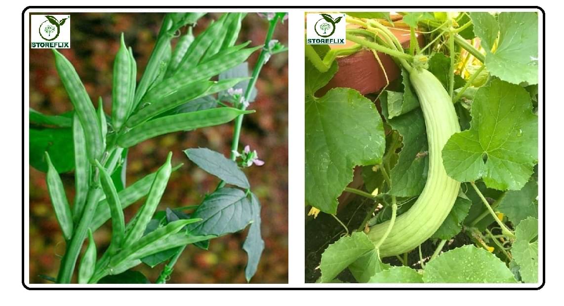 cluster bean 30 seeds and kakri 50 seeds pack with user manual for home kitchen gradening use cluster bean 30 seeds and kakri 50 seeds pack with user manual for home kitchen gradening use