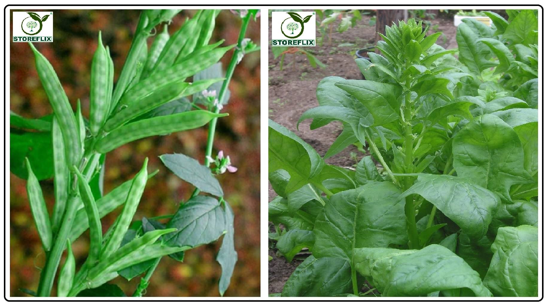     			cluster bean 30 seeds and katili palak 100 seeds with user manual for home kitchen gradening use