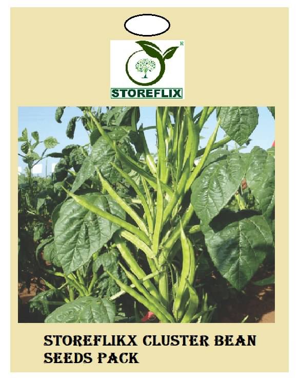     			cluster bean 30 seeds pack with user manual for home kitchen gradening use