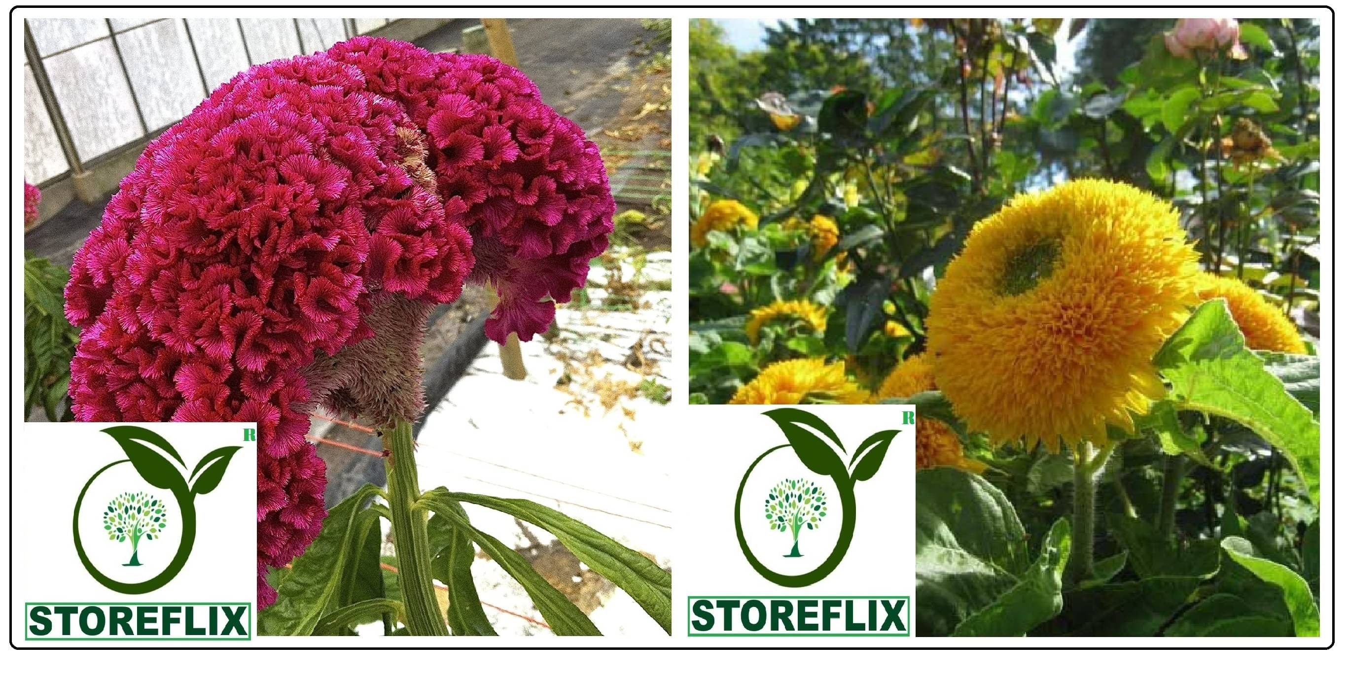     			cockscomb flower 100 seeds and sungold flower 15 seeds pack with free cocopeat and user manual