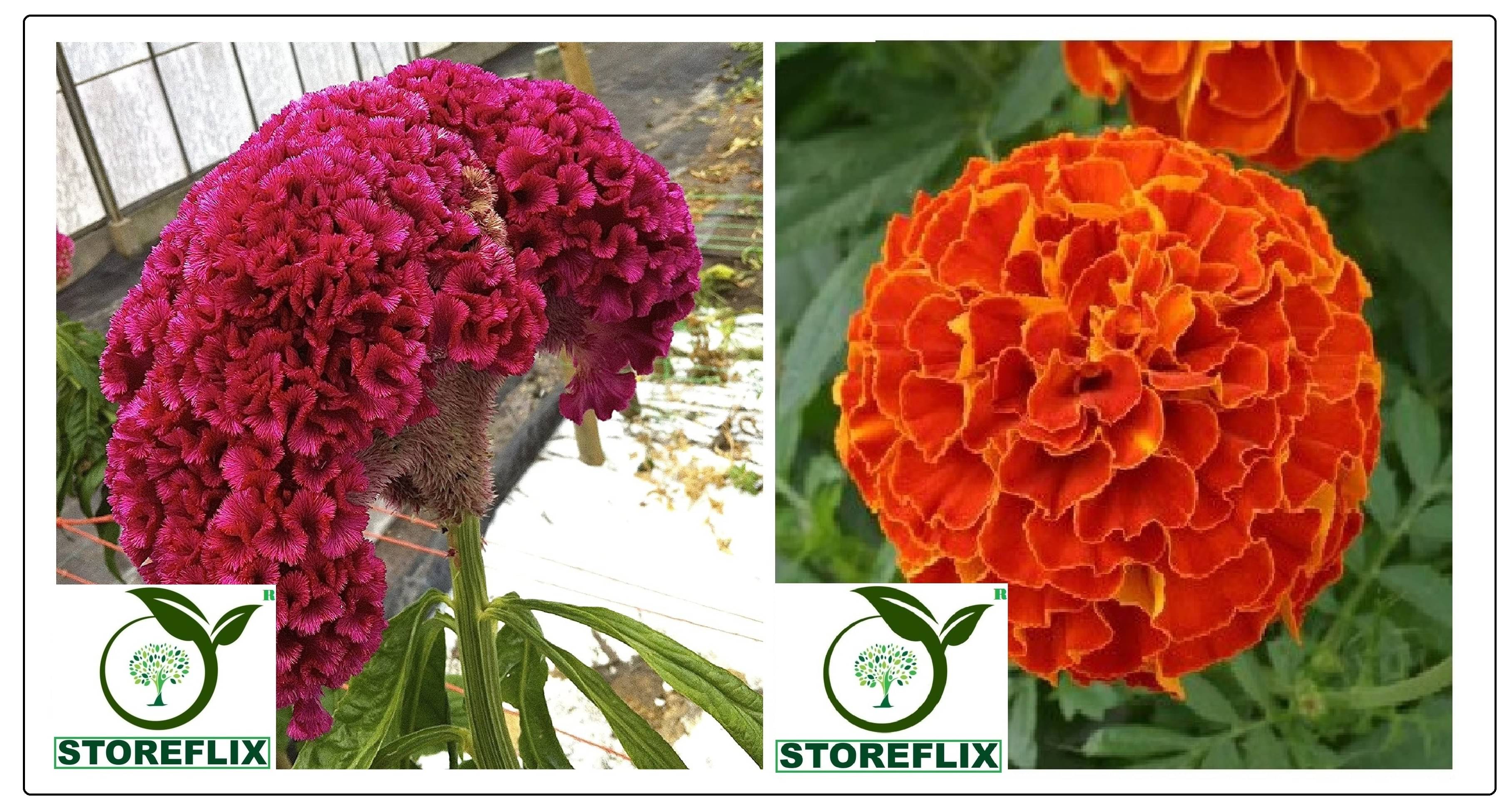     			cockscomb flower 100 seeds and red marigold flower 50 seeds pack with free cocopeat and user manual