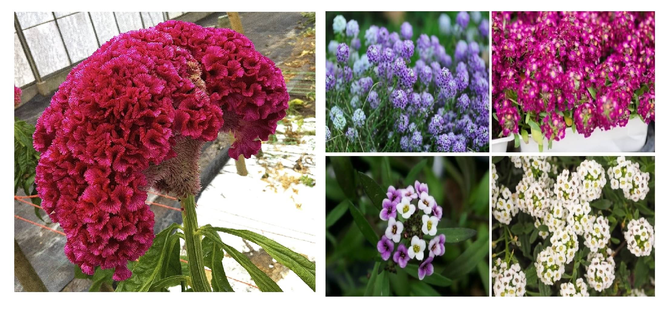 cokscomb flower 100 seeds and alyssum flower 30 seeds pack with free cocopeat and user manual cokscomb flower 100 seeds and alyssum flower 30 seeds pack with free cocopeat and user manual