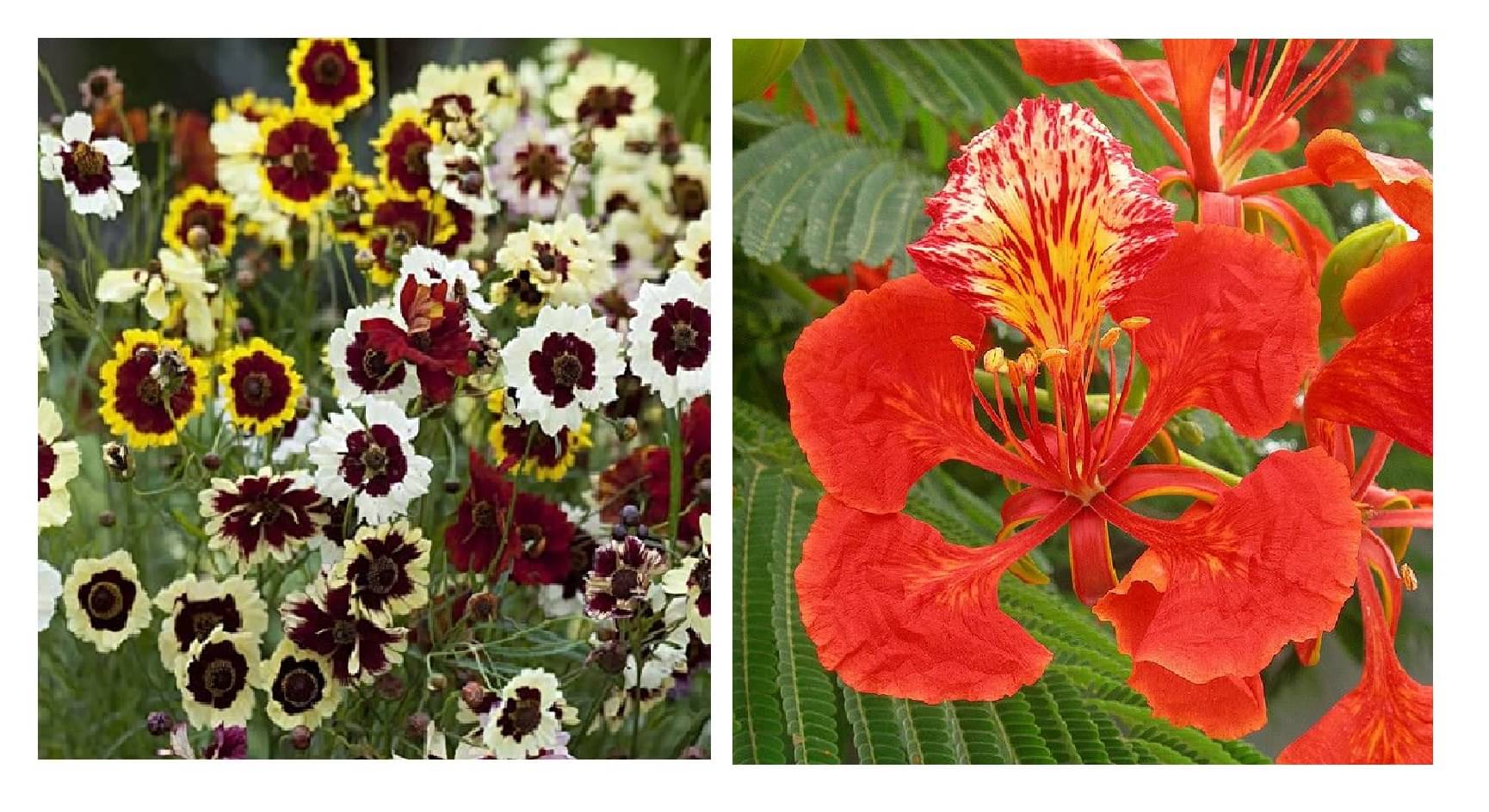 coreopsis flower 30 seeds and gulmohar flower 10 seeds pack with free cocopeat and user manual coreopsis flower 30 seeds and gulmohar flower 10 seeds pack with free cocopeat and user manual