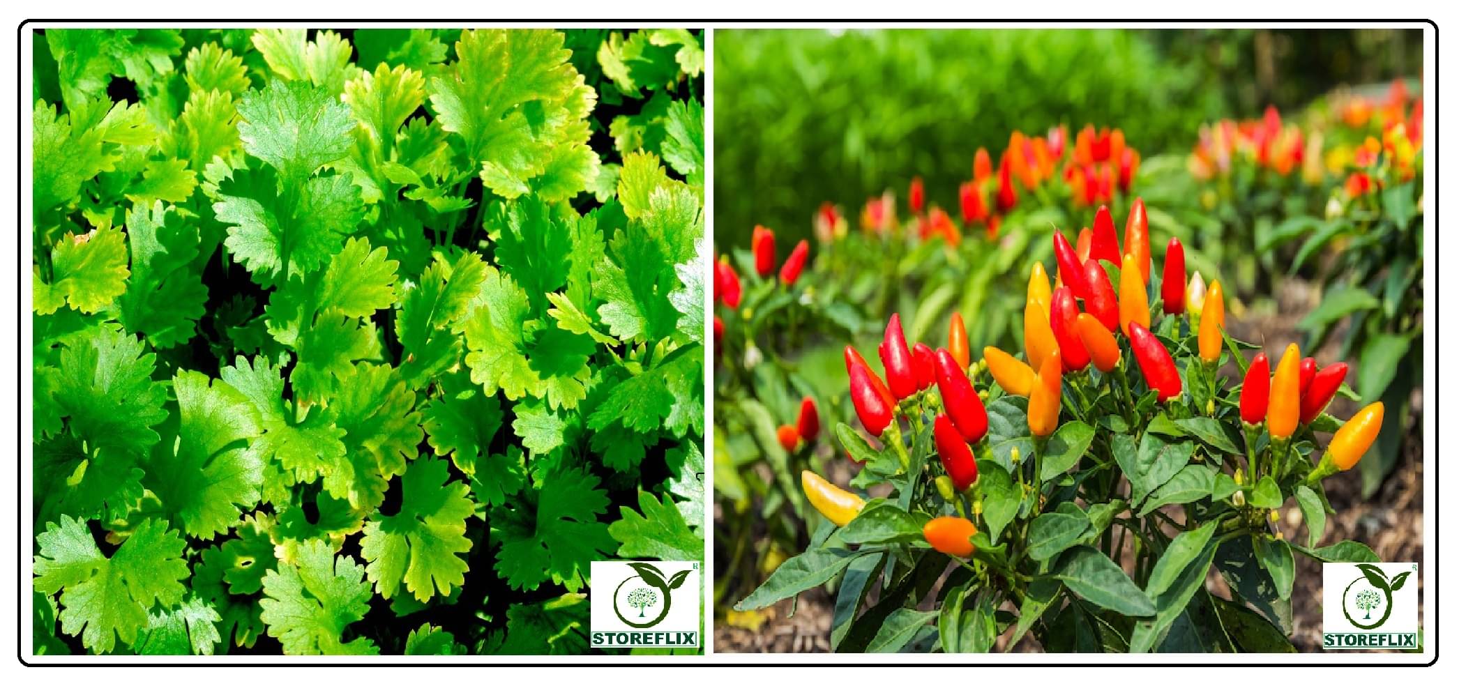 coriander (dhaniya) 50 seeds and pepper red chilli 50 seeds pack with user manual for home kitchen gradening use coriander (dhaniya) 50 seeds and pepper red chilli 50 seeds pack with user manual for home kitchen gradening use