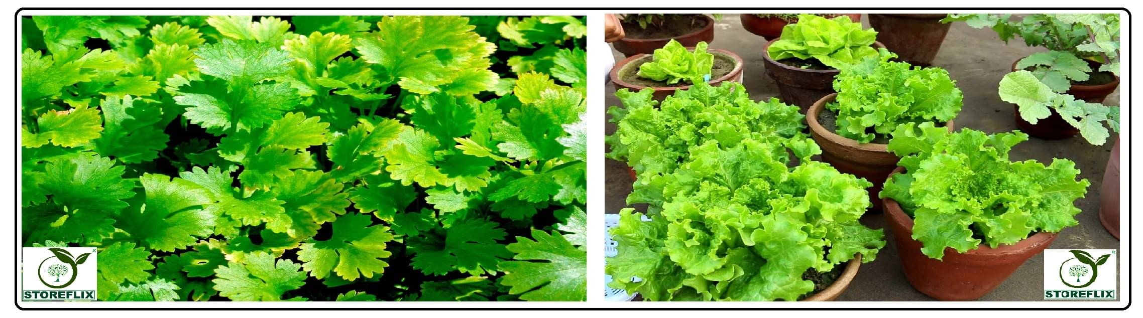     			coriander (dhaniya) 50 seeds and green lettuce 100 seeds pack with user manual for home kitchen gradening use