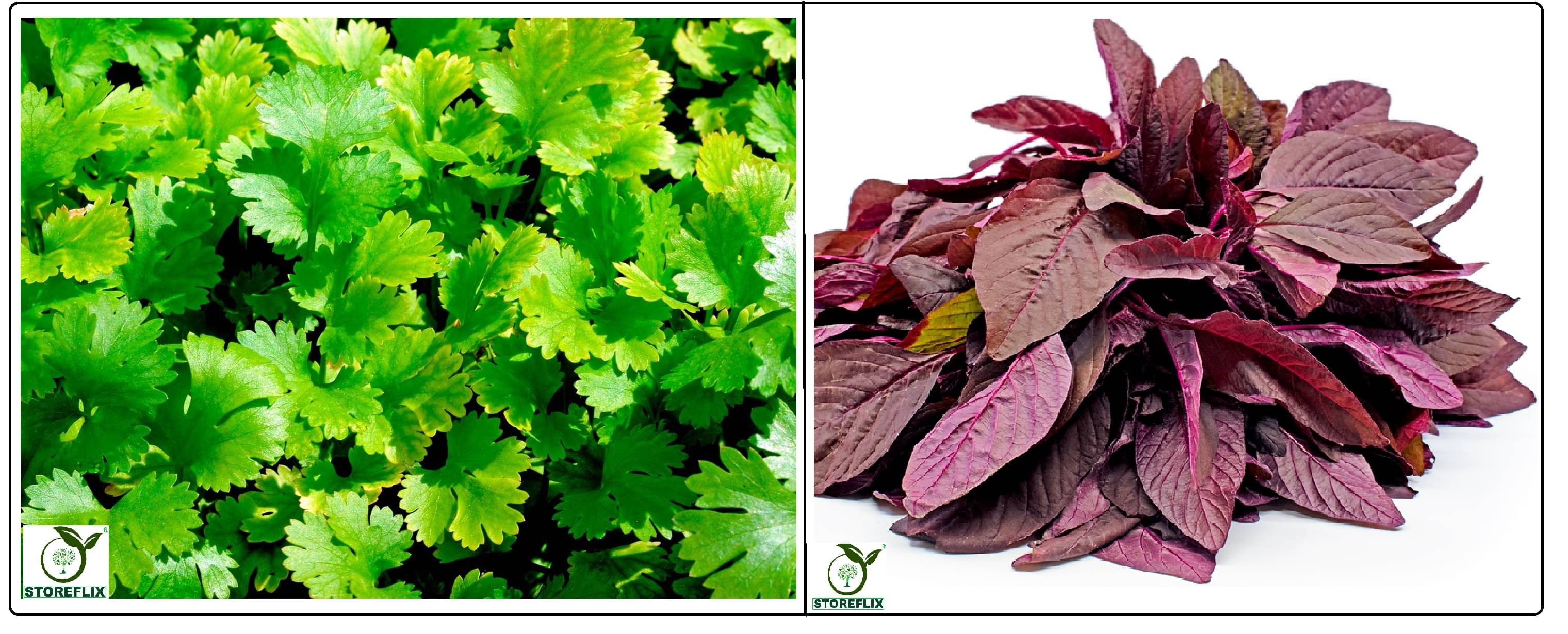 coriander (dhaniya) 50 seeds and red amaranthus laal chaulai 200 seeds pack with user manual for home kitchen gradening use coriander (dhaniya) 50 seeds and red amaranthus laal chaulai 200 seeds pack with user manual for home kitchen gradening use