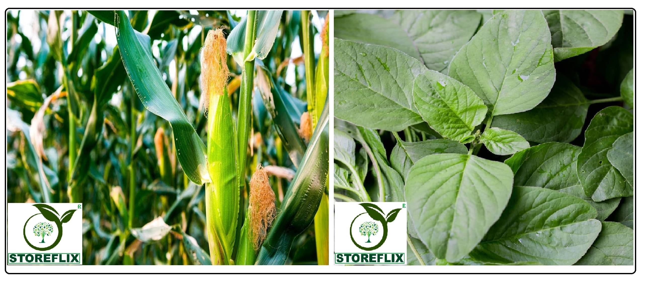 corn 100 seeds and green amaranthus hari chaulai 200 seeds pack with user manual for home kitchen gradening use corn 100 seeds and green amaranthus hari chaulai 200 seeds pack with user manual for home kitchen gradening use