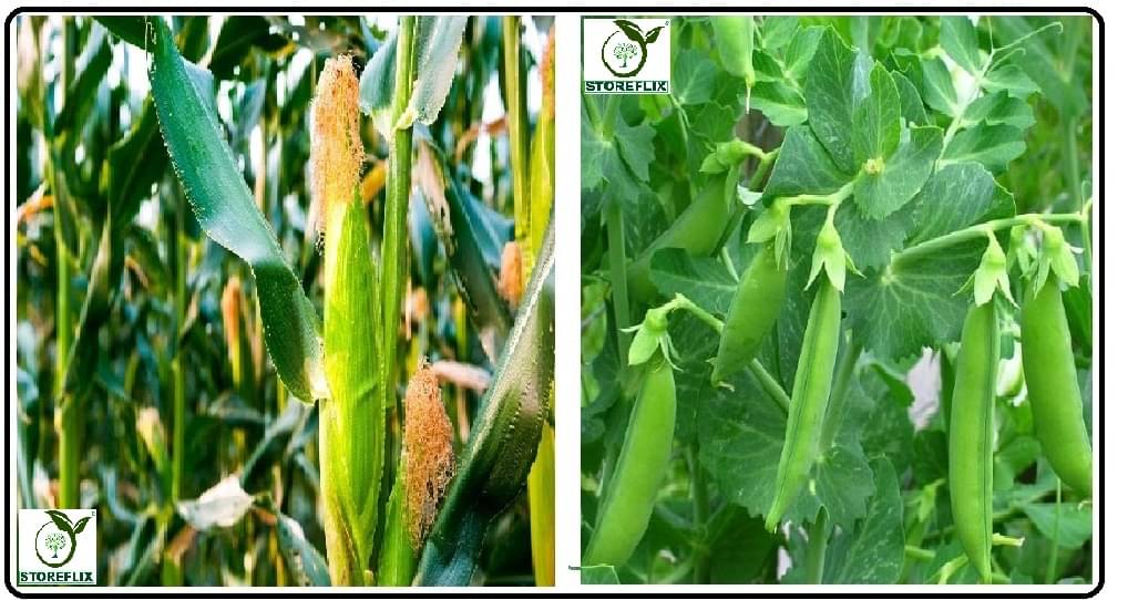corn 100 seeds and matar 25 seeds pack with user manual for home kitchen gradening use corn 100 seeds and matar 25 seeds pack with user manual for home kitchen gradening use