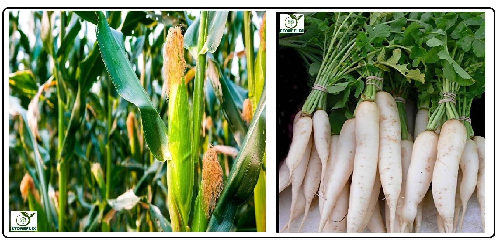     			corn 100 seeds and white radish (muli) 50 seeds pack with user manual for home kitchen gradening use