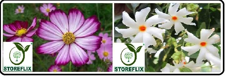     			cosmos flower 20 seeds and harsringar flower 20 seeds pack with free cocopeat and user manual