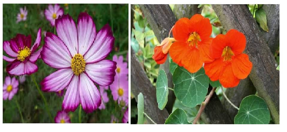 cosmos flower 20 seeds and nasturtium flower 10 seeds pack with free cocopeat and user manual cosmos flower 20 seeds and nasturtium flower 10 seeds pack with free cocopeat and user manual
