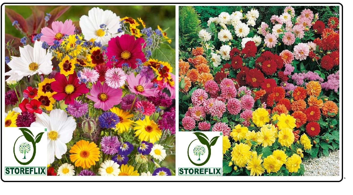 cosmos flower 30 seeds and dahlia flower 30 seeds pack with free cocopeat and user manual cosmos flower 30 seeds and dahlia flower 30 seeds pack with free cocopeat and user manual