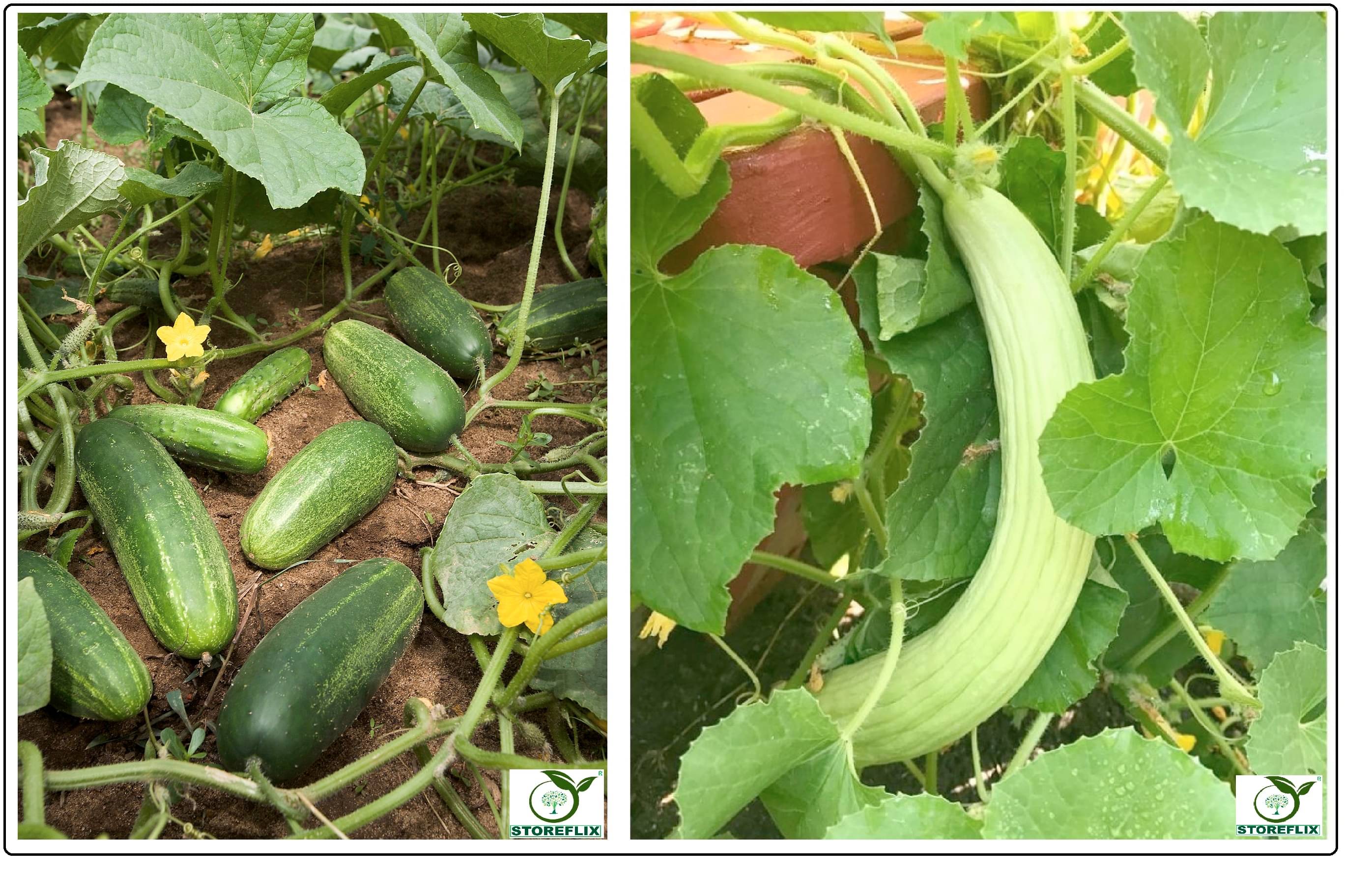 cucumber (khira) 50 seeds and kakri 50 seeds pack with user manual for home kitchen gradening use cucumber (khira) 50 seeds and kakri 50 seeds pack with user manual for home kitchen gradening use