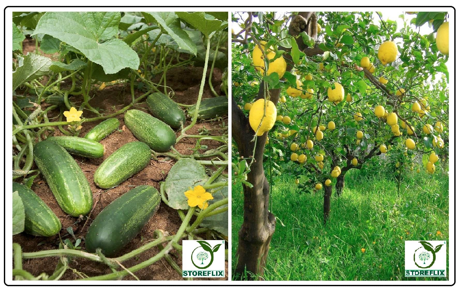 cucumber (khira) 50 seeds and lemon 20 seeds pack with user manual for home kitchen gradening use cucumber (khira) 50 seeds and lemon 20 seeds pack with user manual for home kitchen gradening use