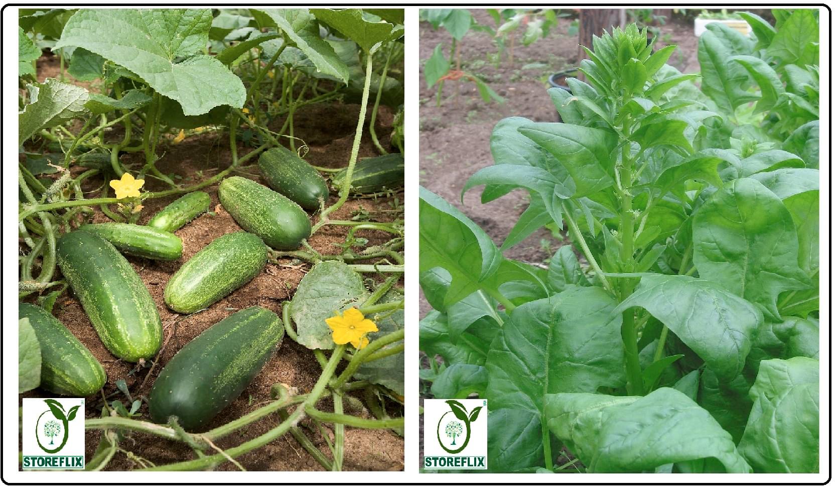 cucumber (khira) 50 seeds and katili palak 100 seeds pack with user manual for home kitchen gradening use cucumber (khira) 50 seeds and katili palak 100 seeds pack with user manual for home kitchen gradening use