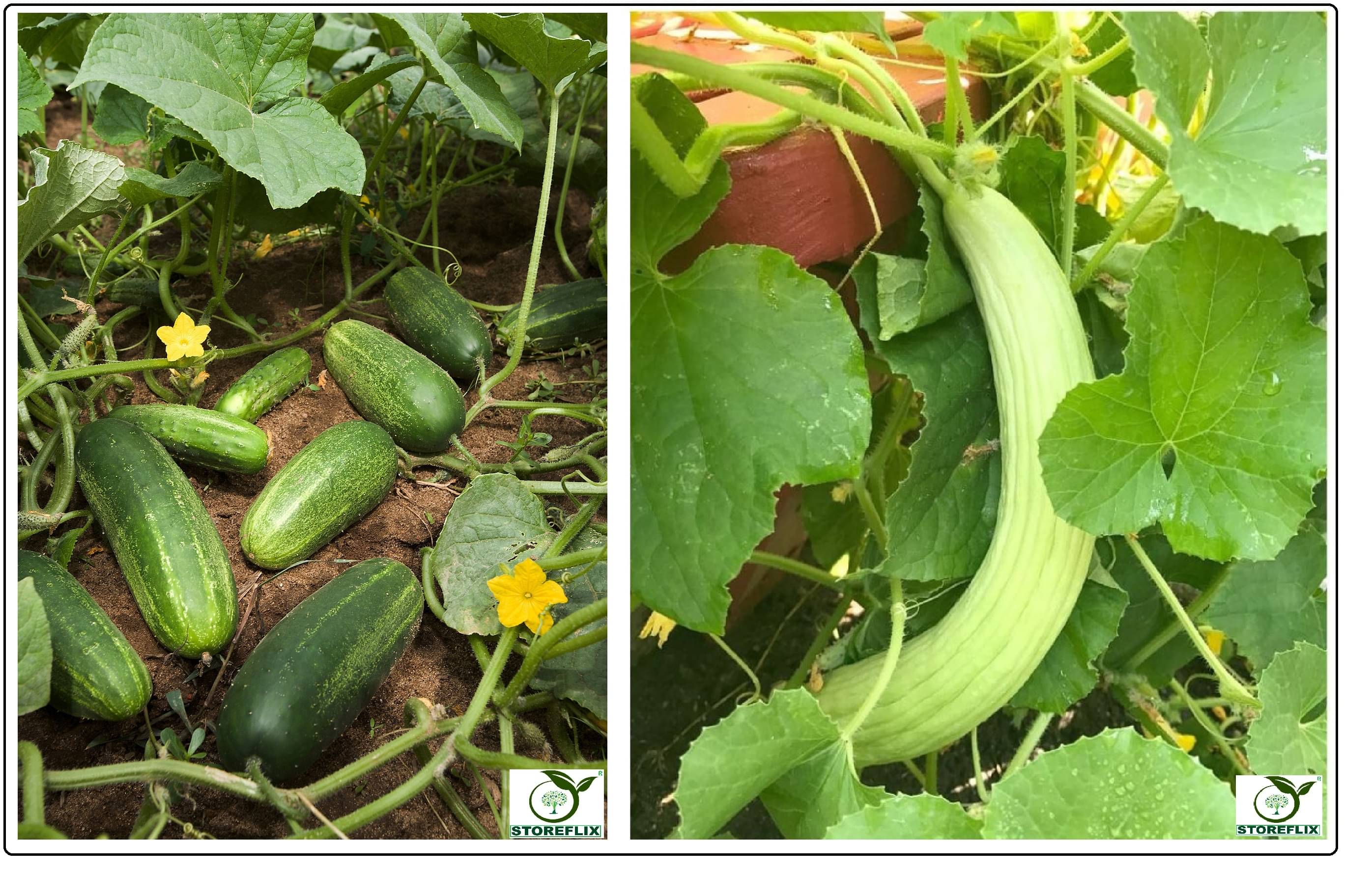 cucumber (khira) 50 seeds and kakri 50 seeds pack with user manual for home kitchen gradening use cucumber (khira) 50 seeds and kakri 50 seeds pack with user manual for home kitchen gradening use