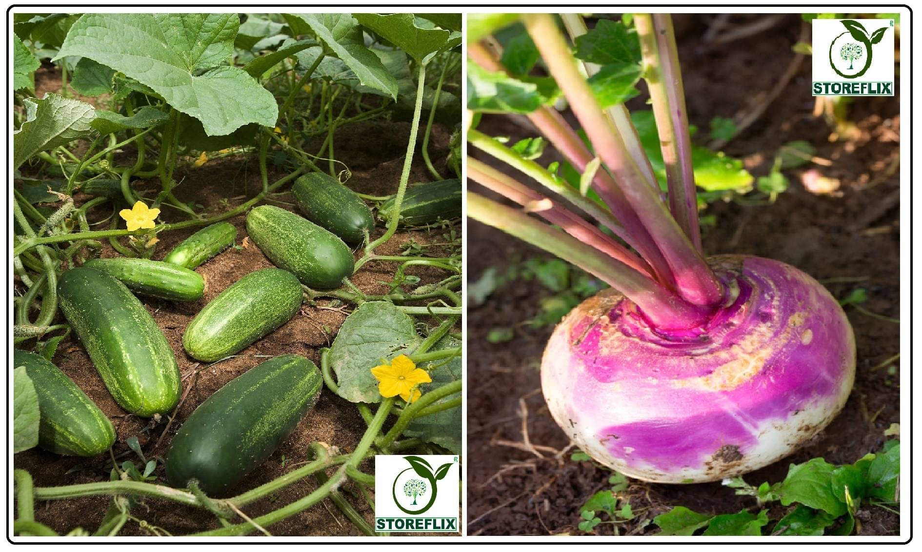     			cucumber (khira) 50 seeds and turnip 50 seeds pack with user manual for home kitchen gradening use