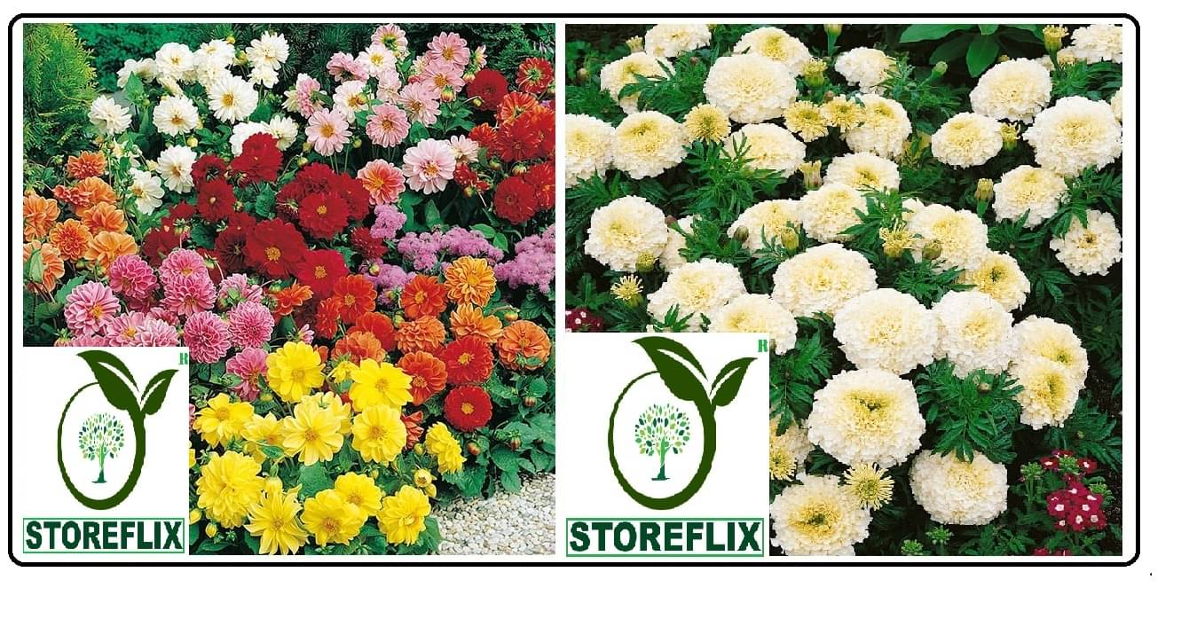 dahlia flower 30 seeds and white marigold flower 50 seeds pack with free cocopeat and user manual dahlia flower 30 seeds and white marigold flower 50 seeds pack with free cocopeat and user manual