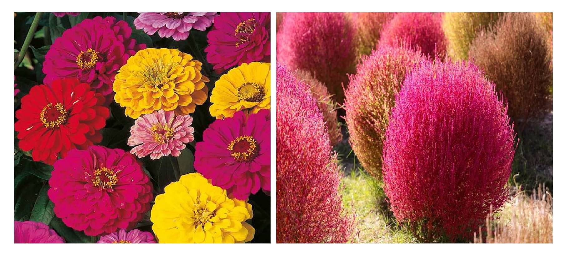     			dahlia flower 30 seeds and kochia flower 50  seeds pack with free cocopeat and user manual