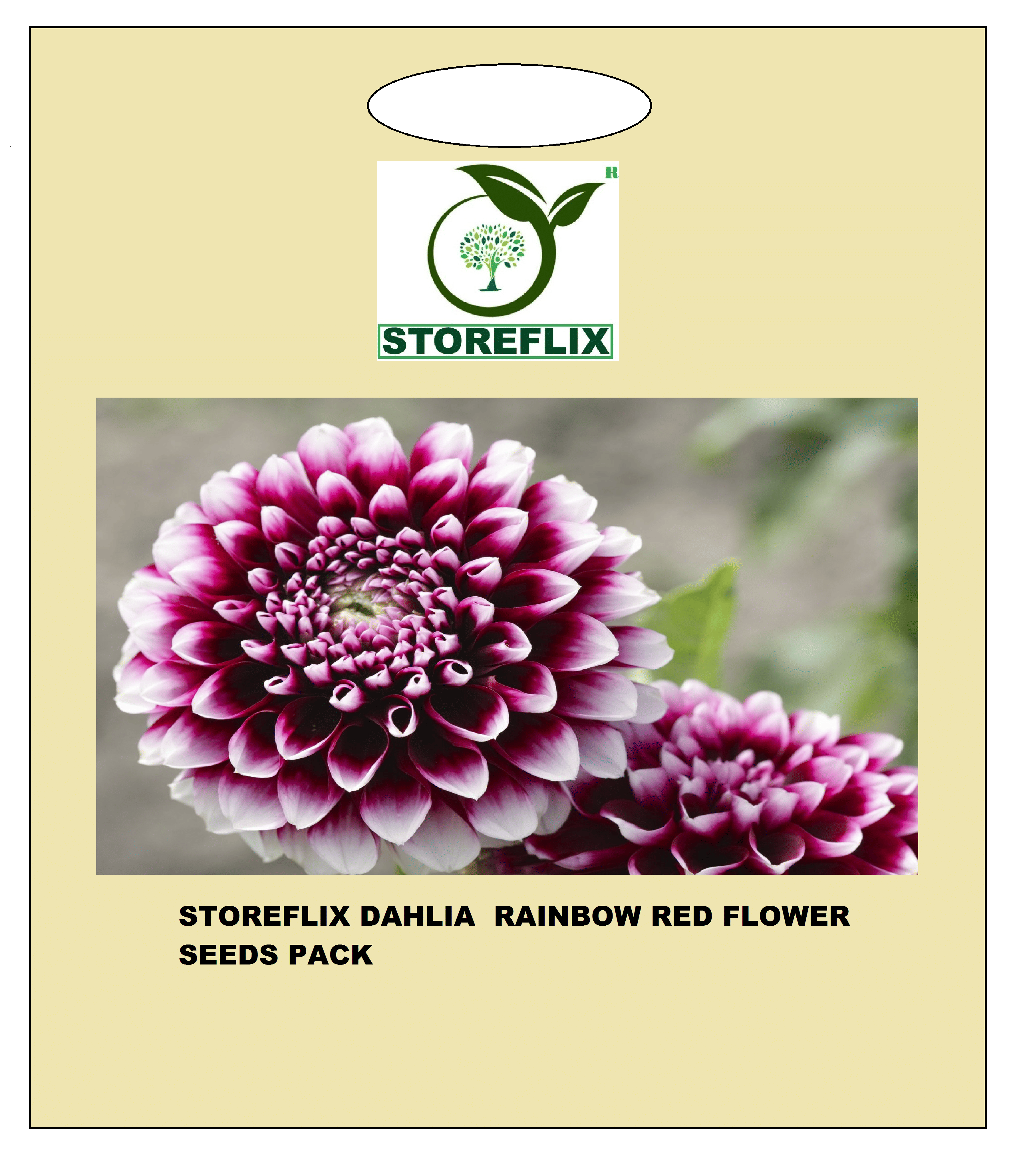     			dahlia rainbow red flower 30 seeds pack with free cocopeat and user manual