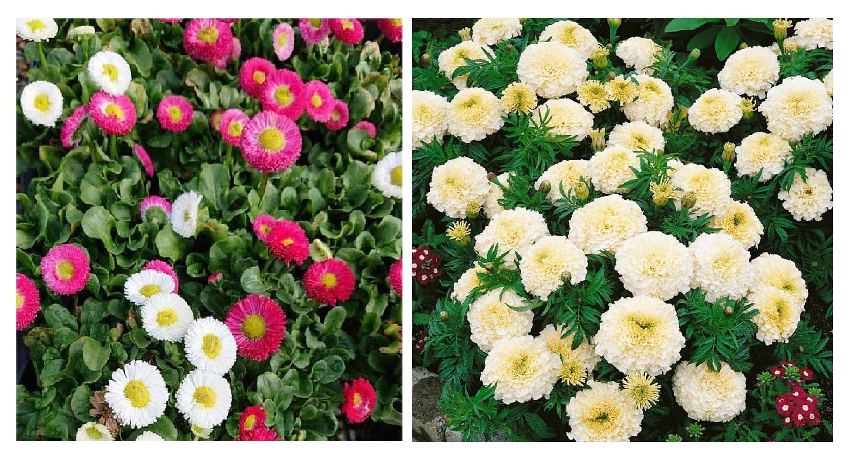daisy flower 30 seeds and white marigold flower 50 seeds pack with free cocopeat and user manual daisy flower 30 seeds and white marigold flower 50 seeds pack with free cocopeat and user manual
