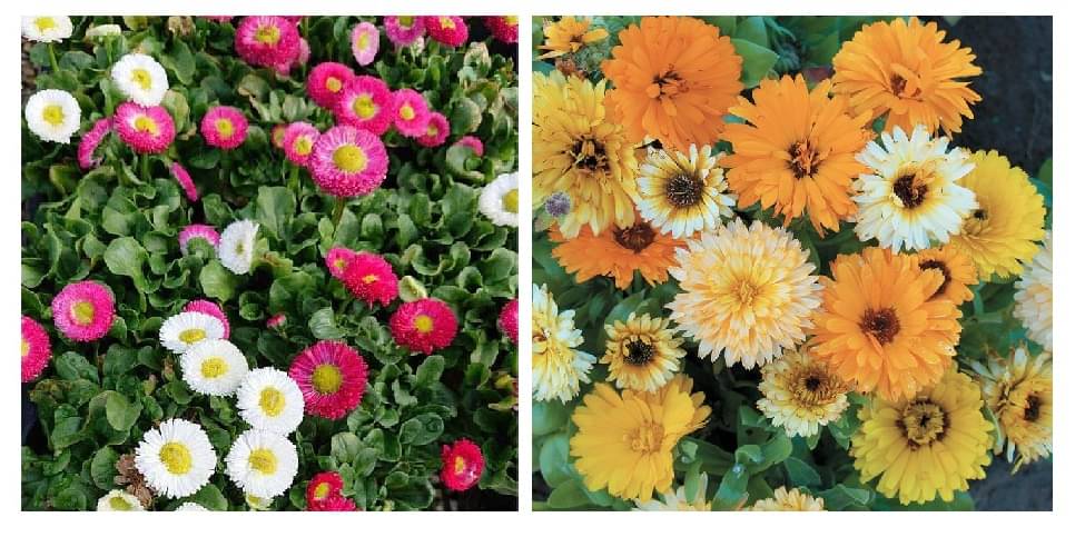 daisy flower 30 seeds and calendula flower 20  seeds pack with free cocopeat and user manual     			daisy flower 30 seeds and calendula flower 20  seeds pack with free cocopeat and user manual