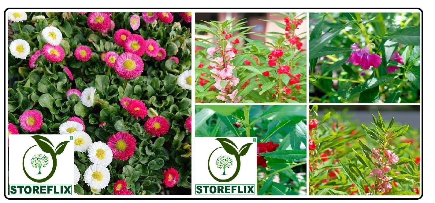 daisy flower 30 seeds and balsam flower 30 seeds pack with free cocopeat and user manual     			daisy flower 30 seeds and balsam flower 30 seeds pack with free cocopeat and user manual