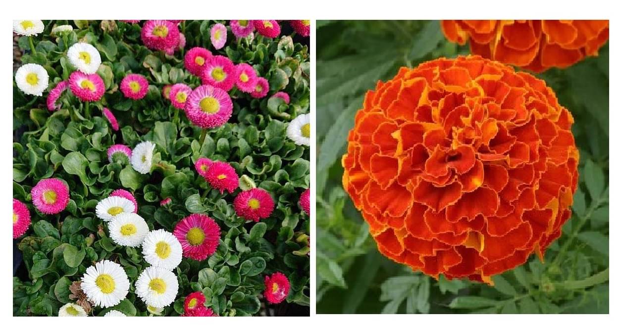 daisy flower 30 seeds and red marigold flower  50  seeds pack with free cocopeat and user manual     			daisy flower 30 seeds and red marigold flower  50  seeds pack with free cocopeat and user manual