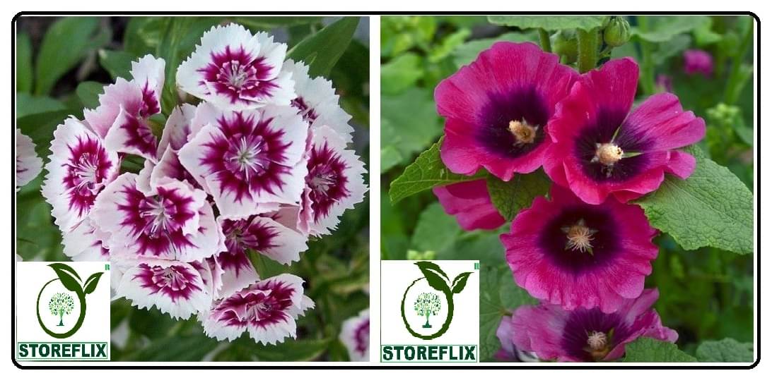 dianthus flower 50 seeds and holly hock flower 30 seeds pack with free cocopeat and user manual dianthus flower 50 seeds and holly hock flower 30 seeds pack with free cocopeat and user manual
