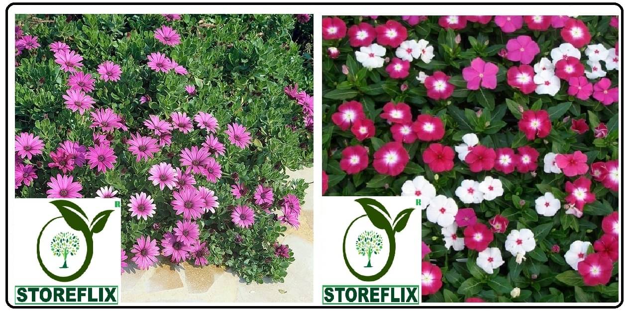 dimorphotheca flower 20 seeds and vinca flower 50 seeds pack with free cocopeat and user manual dimorphotheca flower 20 seeds and vinca flower 50 seeds pack with free cocopeat and user manual