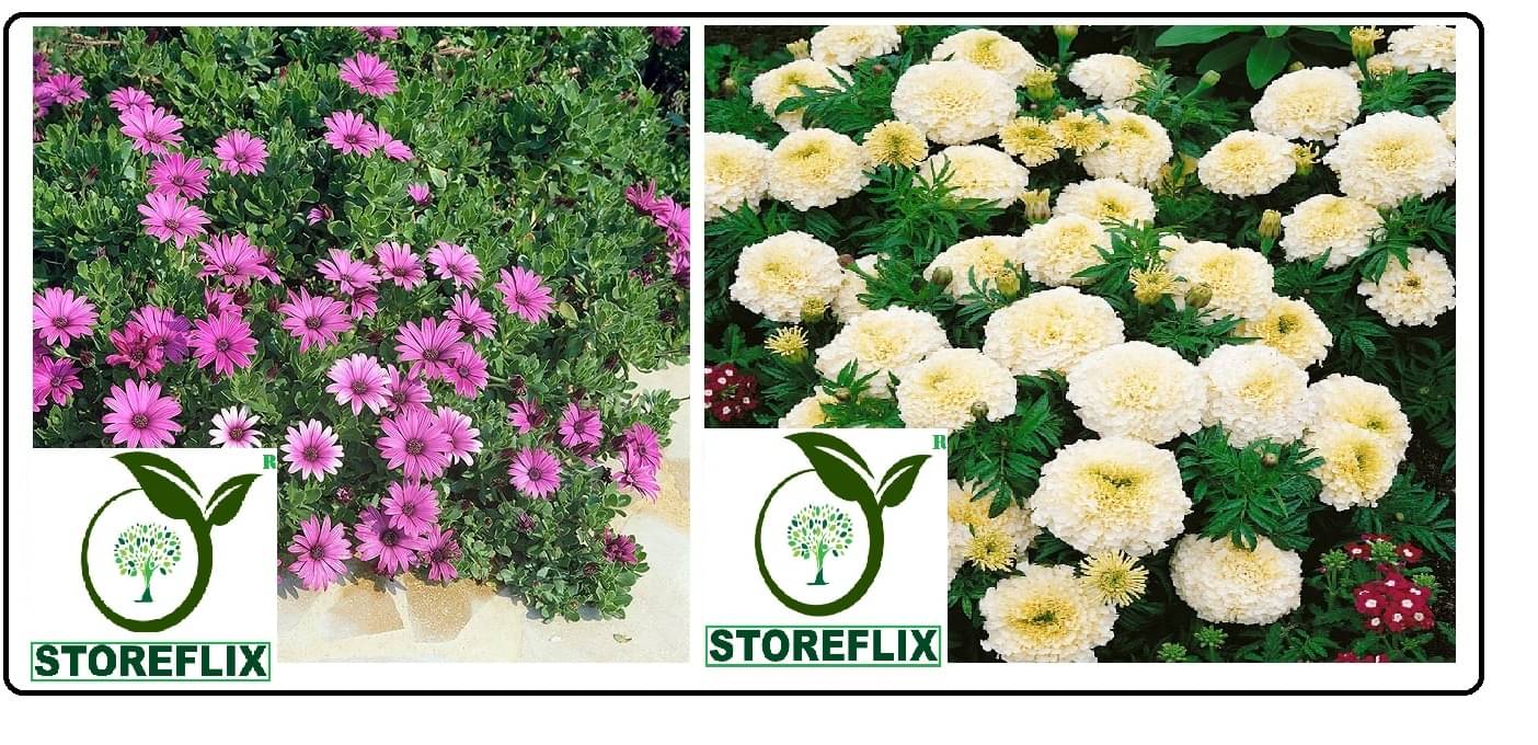 dimorphotheca flower 20 seeds and white marigold flower 50 seeds pack with free cocopeat and user manual     			dimorphotheca flower 20 seeds and white marigold flower 50 seeds pack with free cocopeat and user manual