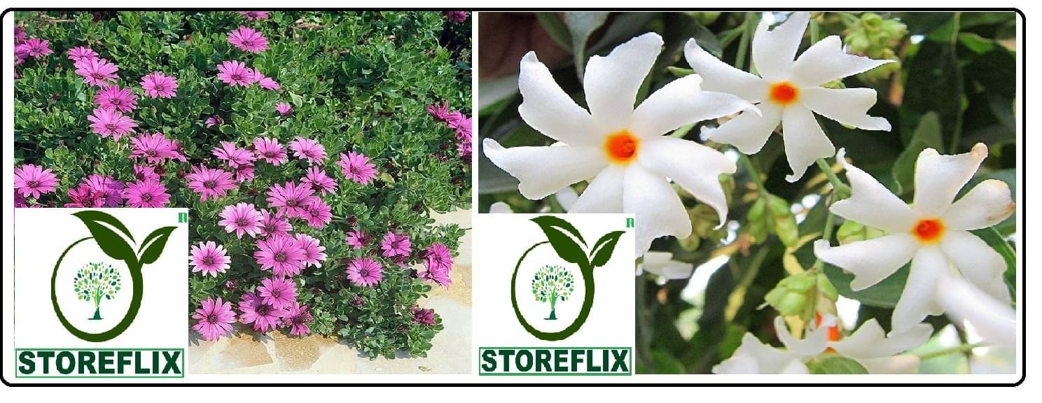     			dimorphotheca flower 20 seeds and harsringar flower 20 seeds pack with free cocopeat and user manual