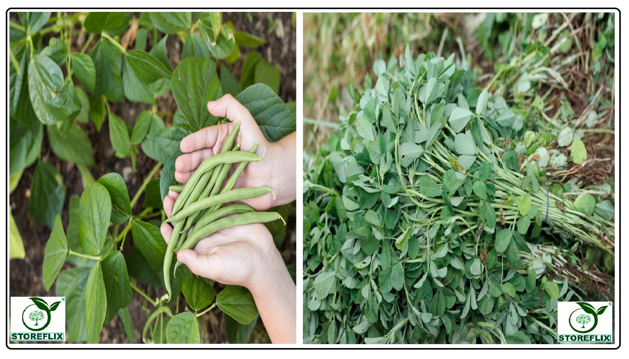     			french bean 25 seeds and methi 150 seeds pack with user manual for home kitchen gardening use