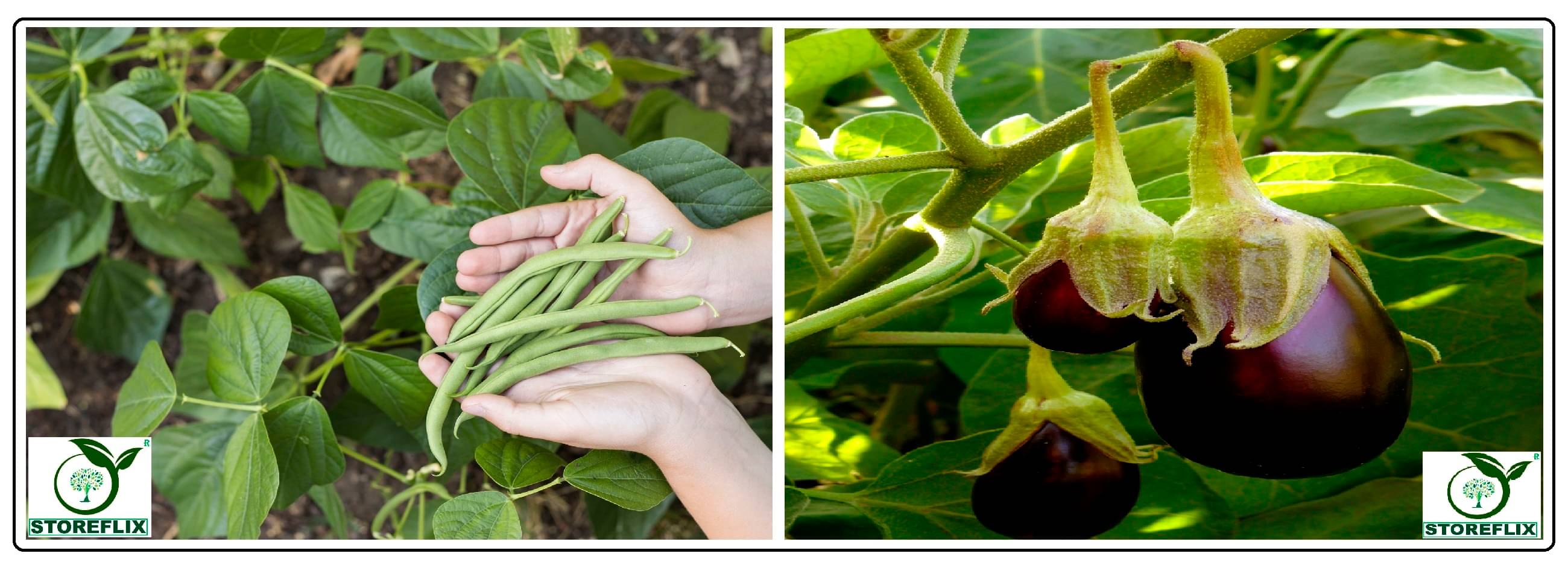 french bean 25 seeds and brinjal purple round 100 seeds pack with user manual for home kitchen gardening use french bean 25 seeds and brinjal purple round 100 seeds pack with user manual for home kitchen gardening use