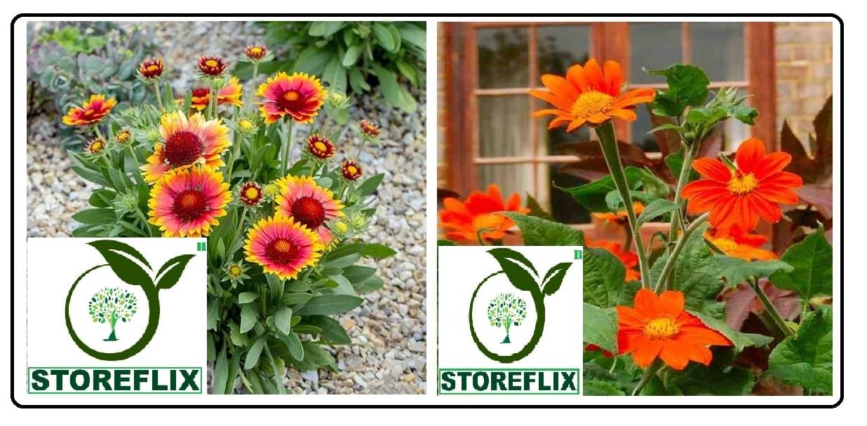 gaillardia flower 30 seeds and tithonia flower 30 seeds pack with free cocopeat and user manual     			gaillardia flower 30 seeds and tithonia flower 30 seeds pack with free cocopeat and user manual