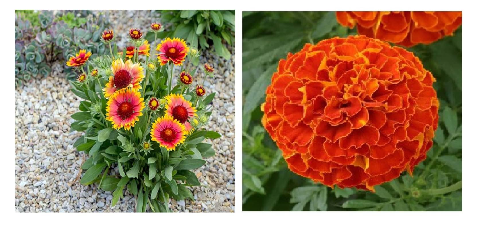 gaillardia flower 30 seeds and red marigold flower 50   seeds pack with free cocopeat and user manual     			gaillardia flower 30 seeds and red marigold flower 50   seeds pack with free cocopeat and user manual