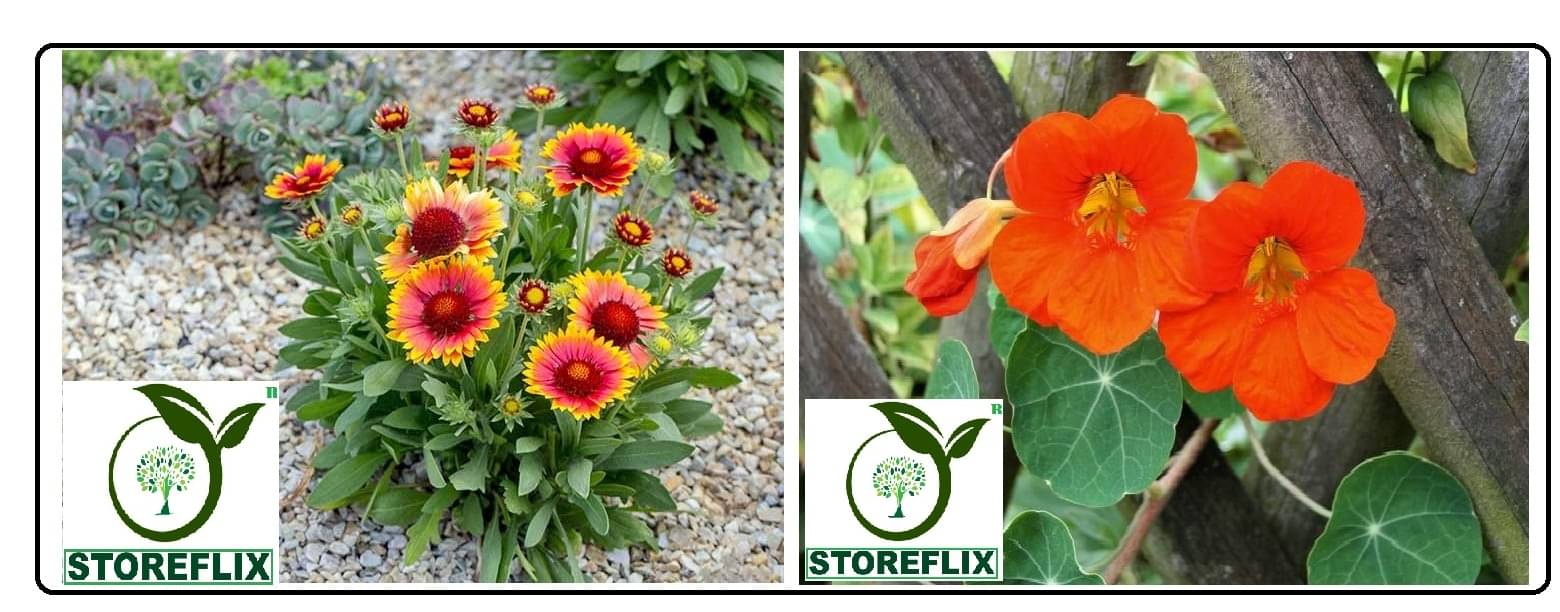     			gaillardia flower 30 seeds and nasturtium flower 10 seeds pack with free cocopeat and user manual
