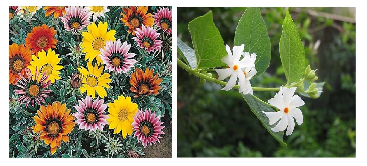gazania flower 30 seeds and harsringar flower 20 seeds pack with free cocopeat and user manual gazania flower 30 seeds and harsringar flower 20 seeds pack with free cocopeat and user manual