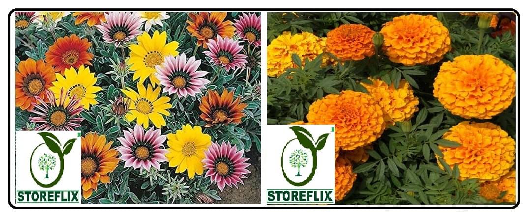     			gazania flower 30 seeds and african marigold flower 50 seeds pack with free cocopeat and user manual