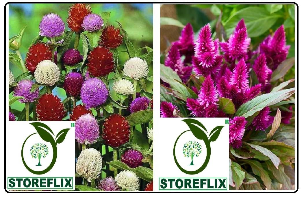gomophrena flower 30 seeds and celosia flower 100 seeds pack with free cocopeat and user manual     			gomophrena flower 30 seeds and celosia flower 100 seeds pack with free cocopeat and user manual