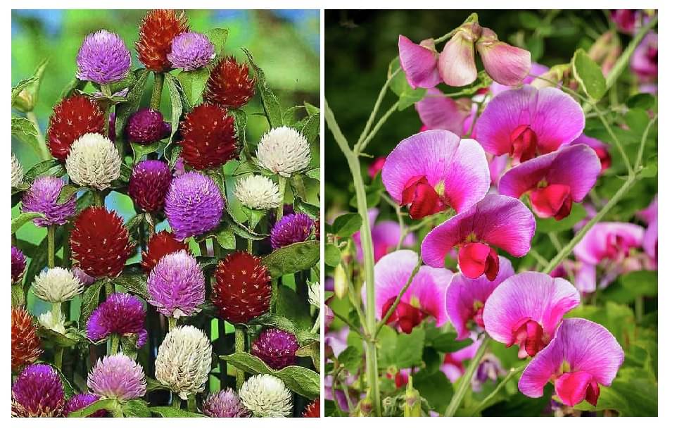 gomophrena flower 30 seeds and sweet pea 20   seeds pack with free cocopeat and user manual     			gomophrena flower 30 seeds and sweet pea 20   seeds pack with free cocopeat and user manual