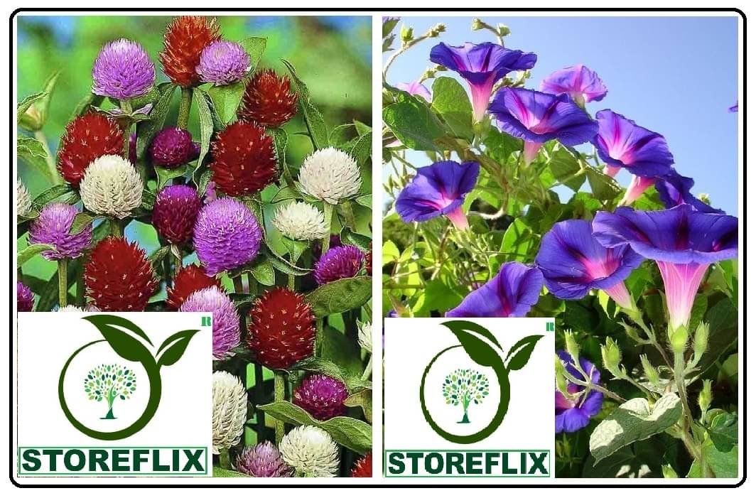     			gomophrena flower 30 seeds and ipomoea flower 20 seeds pack with free cocopeat and user manual