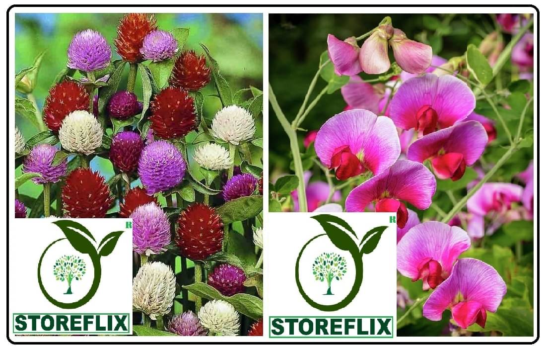 gomophrena flower 30 seeds and sweetpea flower 20 seeds pack with free cocopeat and user manual     			gomophrena flower 30 seeds and sweetpea flower 20 seeds pack with free cocopeat and user manual
