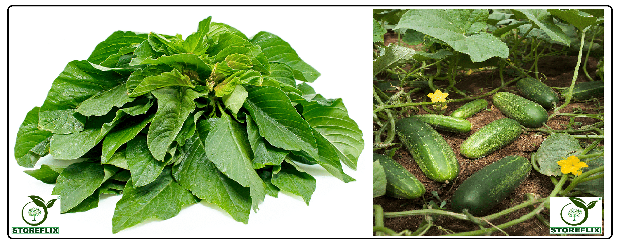 green amaranthus hari chaulai 200 seeds and cucumber (khira) 50 seeds pack with user manual for home kitchen gradening use green amaranthus hari chaulai 200 seeds and cucumber (khira) 50 seeds pack with user manual for home kitchen gradening use