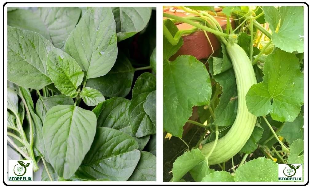     			green amaranthus hari chaulai 200 seeds and kakri 50 seeds pack with user manual for home kitchen gradening use