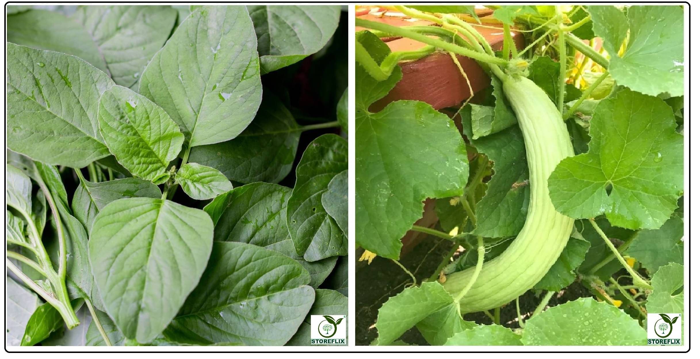 green amaranthus hari chaulai 200 seeds and kakri 50 seeds pack with user manual for home kitchen gradening use green amaranthus hari chaulai 200 seeds and kakri 50 seeds pack with user manual for home kitchen gradening use