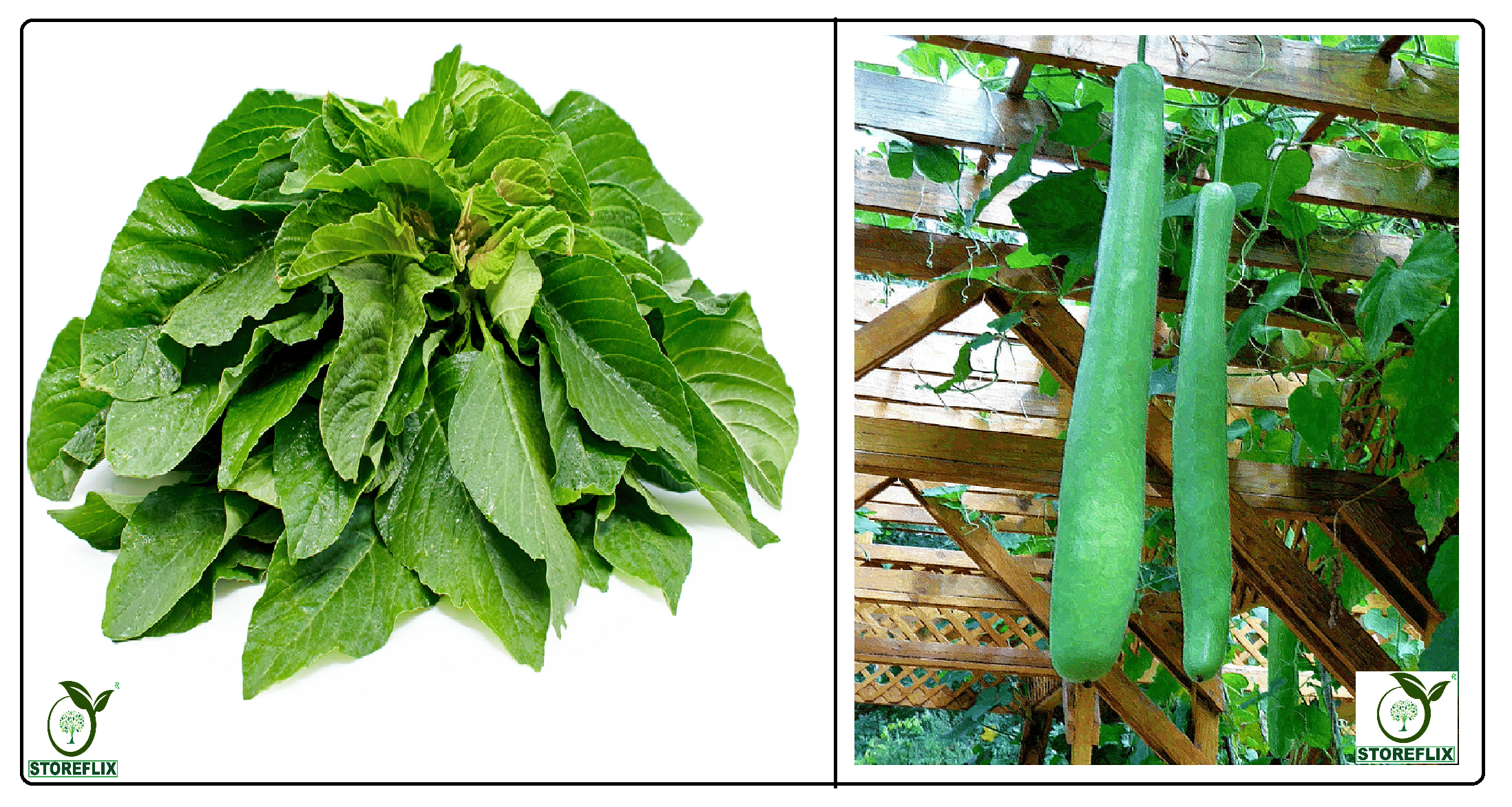 green amaranthus hari chaulai 200 seeds and bottle gourd long 25 seeds pack with user manual for home kitchen gradening use green amaranthus hari chaulai 200 seeds and bottle gourd long 25 seeds pack with user manual for home kitchen gradening use